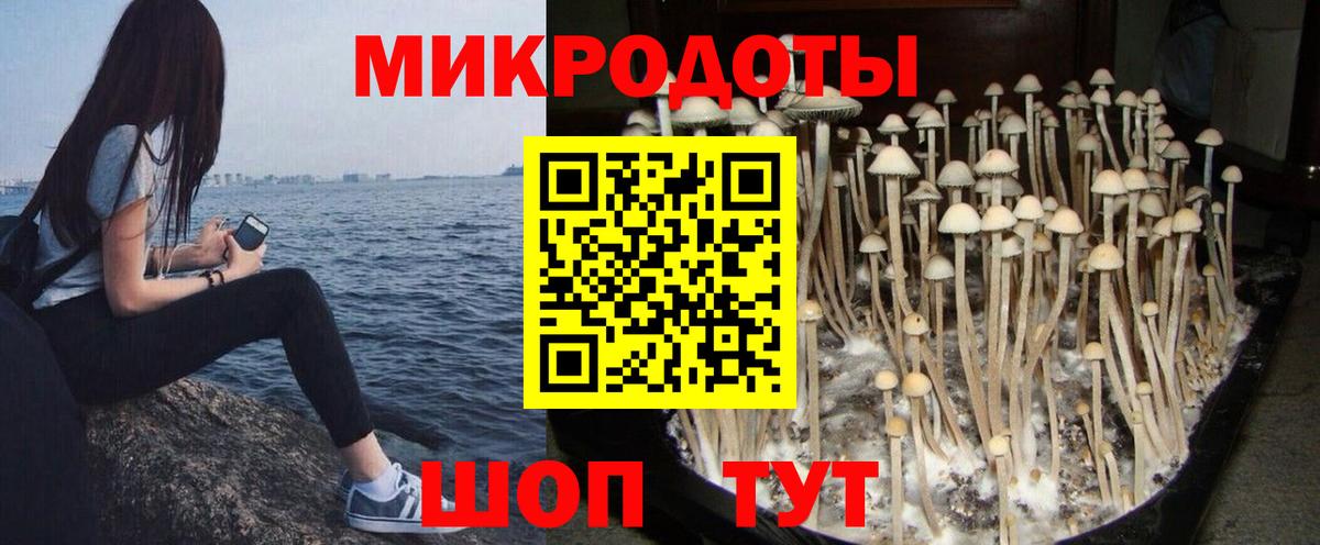 Галлюциногенные грибы Psilocybe Рославль